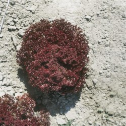 Giardina Kırmızı Kıvırcık Marul Fidesi (Akdeniz Yeşilliği)